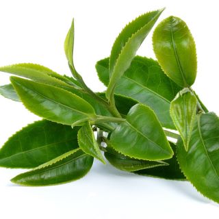 Extract din frunze de ceai verde